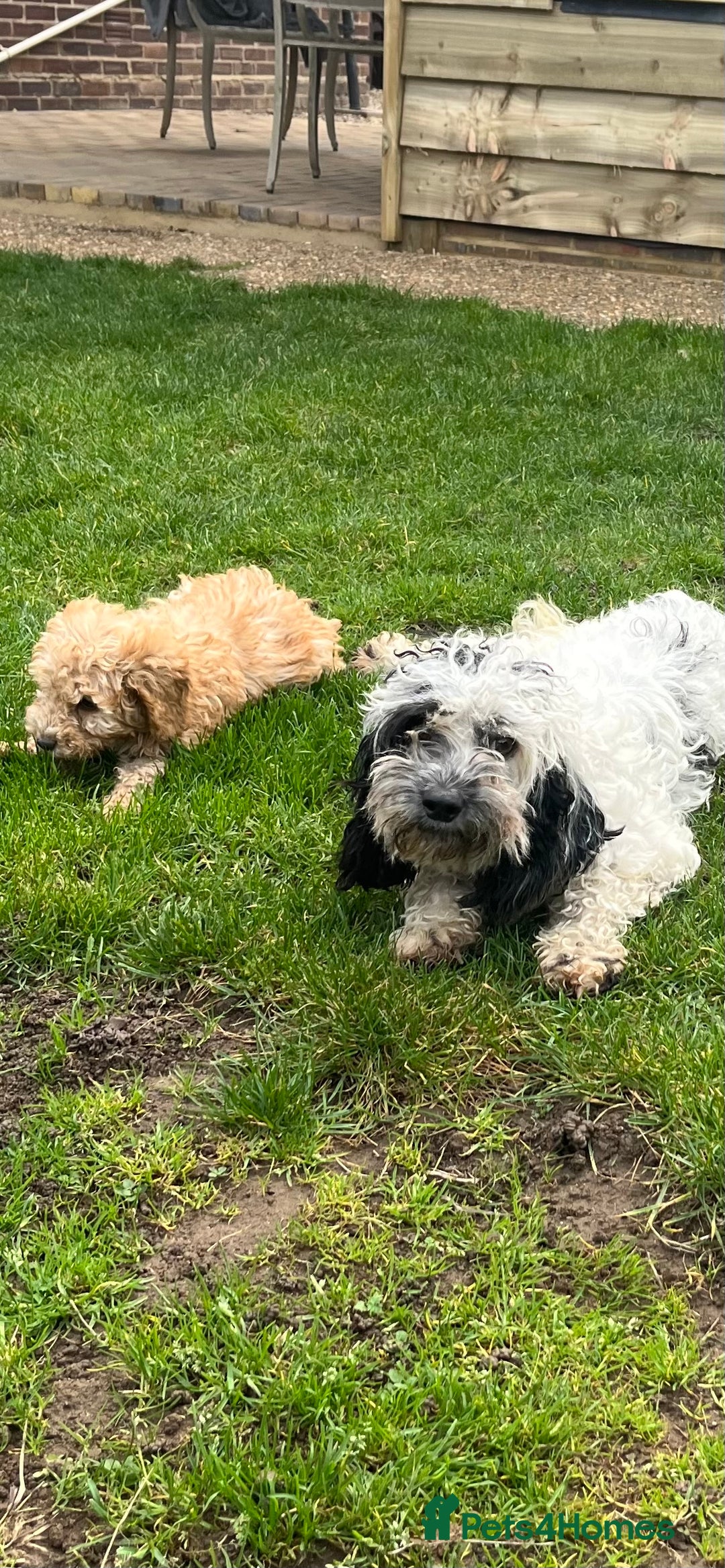 Cockapoo dogs for sale: Cockapoo F1B ready to leave  - Image 12