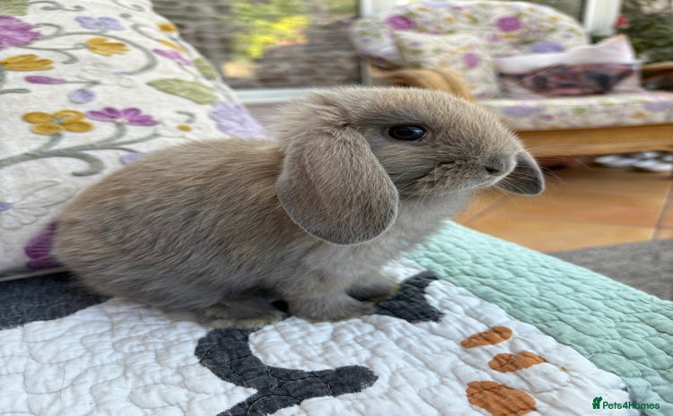 Mini Lop rabbits in Abergavenny - Advert 13
