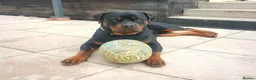 Rottweiler dogs for sale: 2 year old Rottweiler male, Rambo - Advert 13