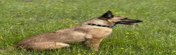 Belgian Shepherd Dog dogs for sale: ✨Availability Update✨ - Advert 5