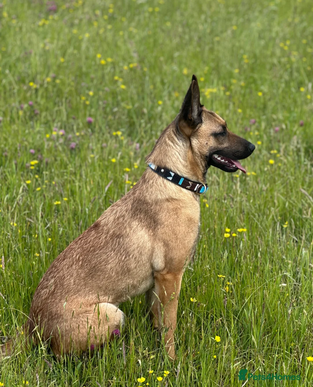 Belgian Shepherd Dog dogs for sale: ✨Availability Update✨ - Advert 5