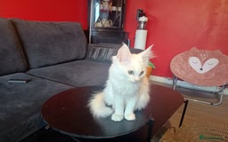 Maine Coon cats for sale: Maine Coon kittens in Manchester  - Image 18
