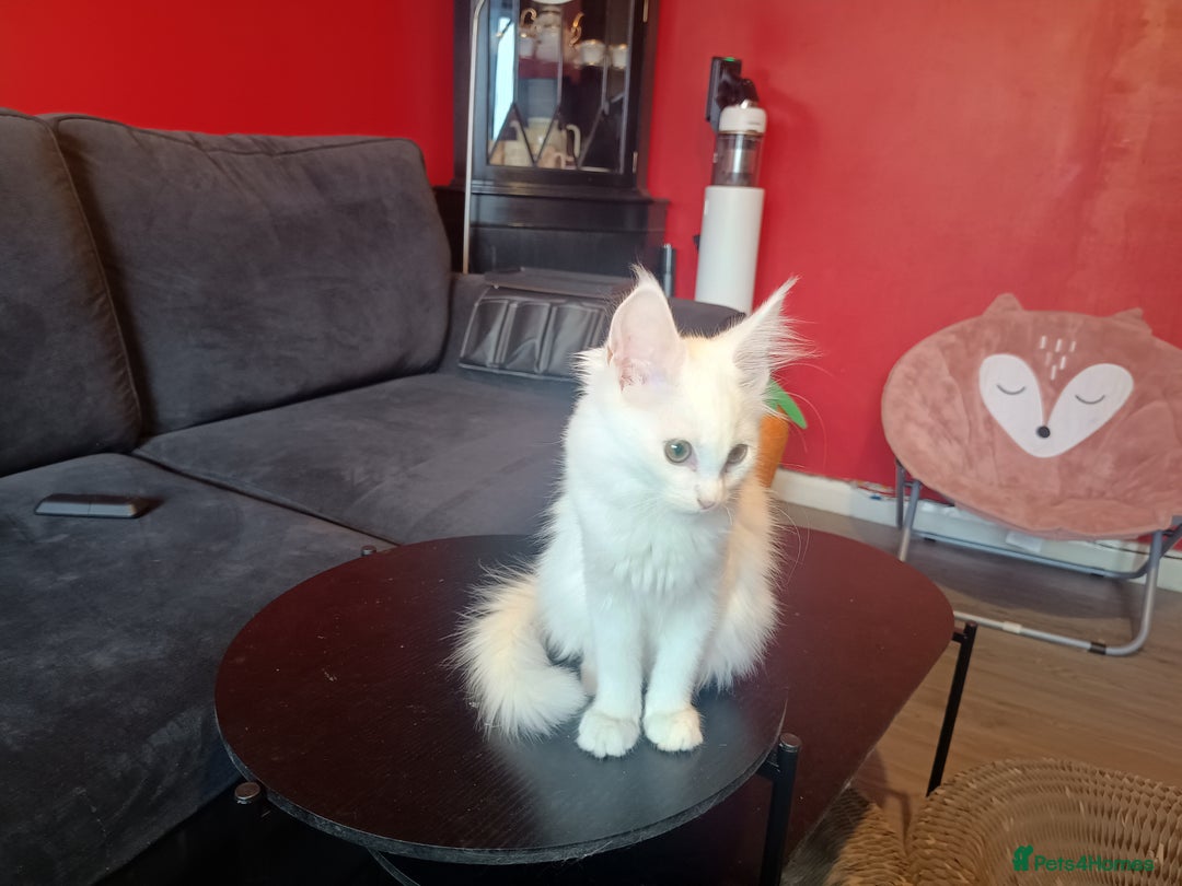 Maine Coon cats for sale: Maine Coon kittens in Manchester  - Image 18