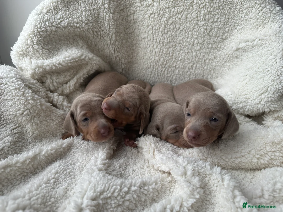 Miniature Dachshund dogs for sale: 4 Glynllan Miniature Dachshund Puppies FOR SALE - Advert 2