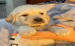 Golden Retriever dogs for sale: Outstanding Golden Retriever Puppies - Image 6