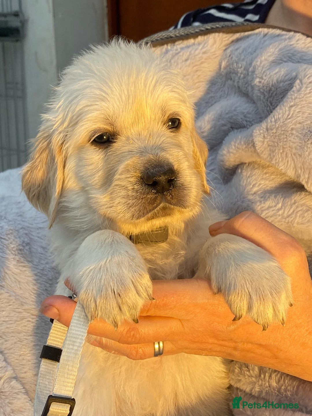 Golden Retriever dogs for sale: Outstanding Golden Retriever Puppies - Image 6