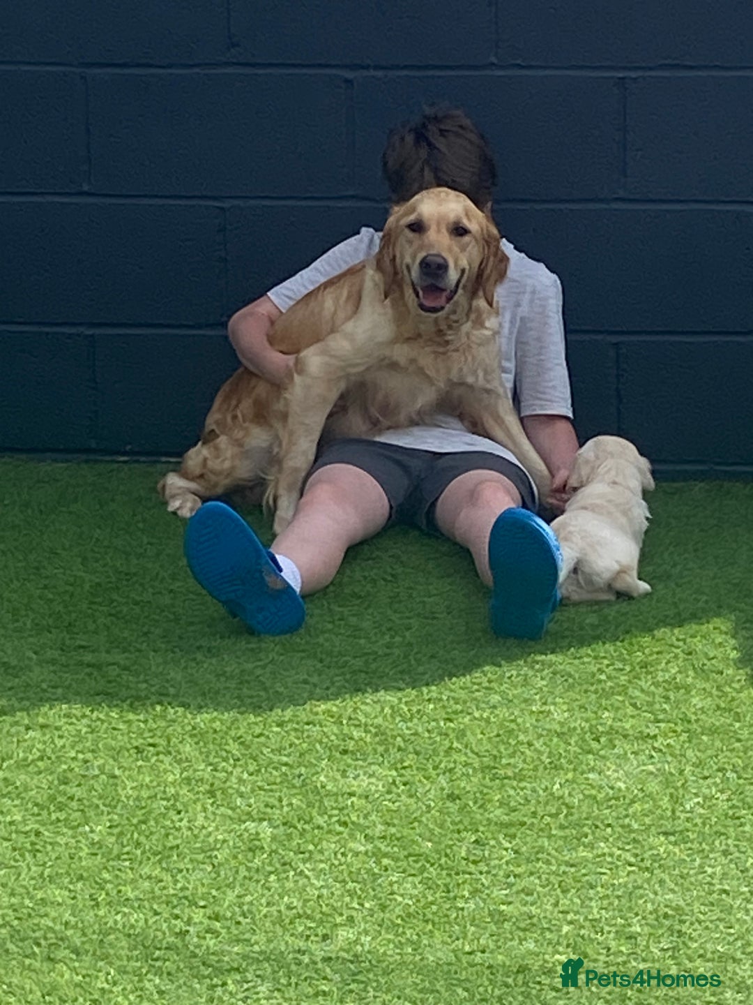 Golden Retriever dogs for sale: Beautiful KC reg Fluffy Golden Retriever Puppies - Image 20