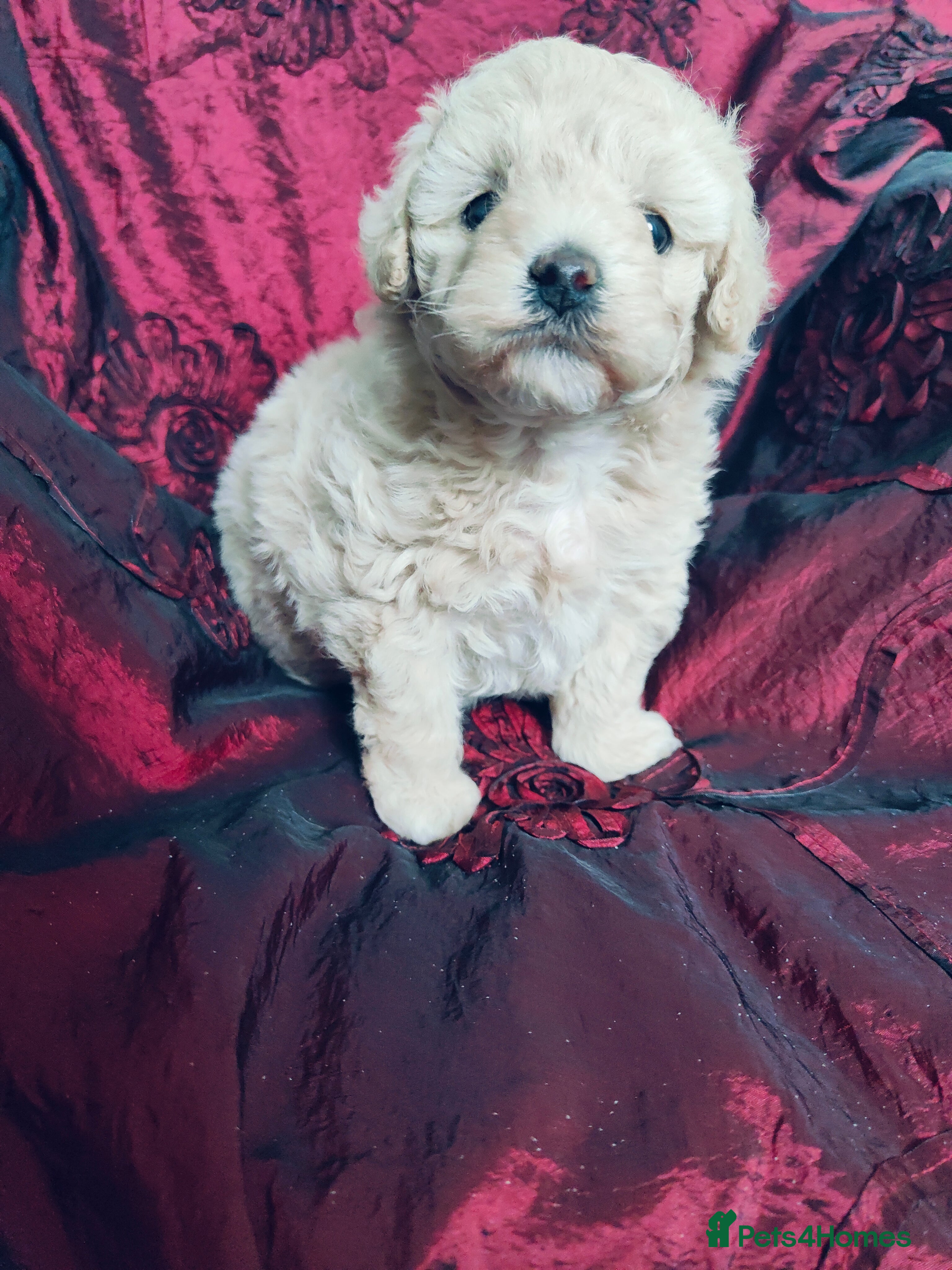 Cavapoo dogs Adorable Cavapoo Girl Cream/White, Ready soon  - Advert 5