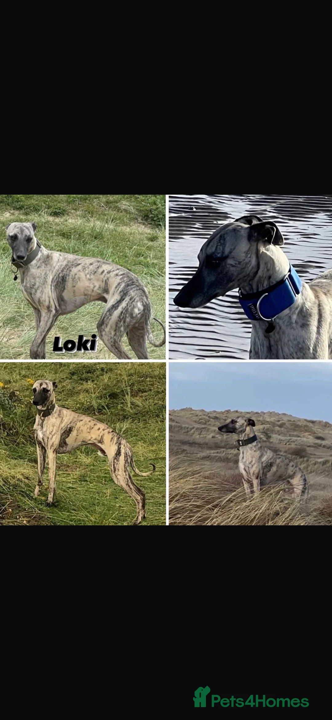 Whippet dogs for sale: KC REGISTERED WHIPPETS  in Liverpool - Advert 7