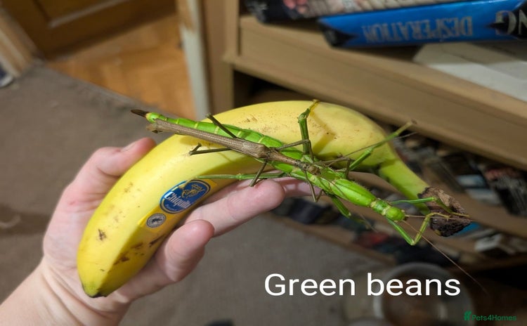 Stick Insects invertebrates - Advert 1