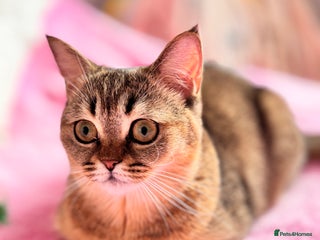 Scottish Fold cats Show quality straight girl - Advert 17