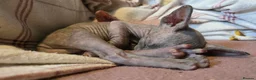Sphynx cats for sale: 3 beautiful sphynx - Advert 8