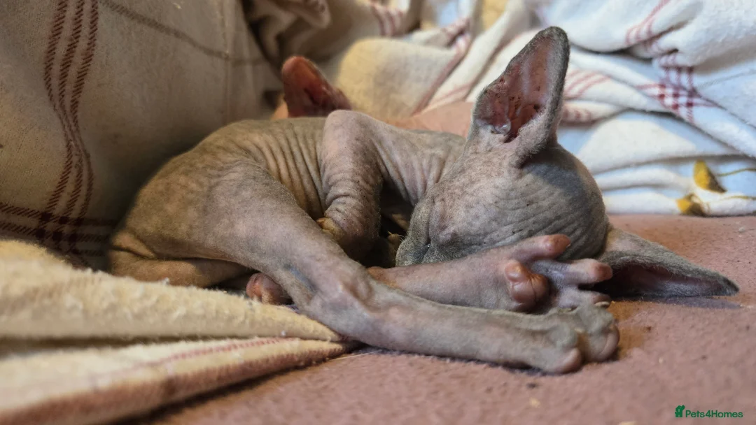 Sphynx cats for sale: 3 beautiful sphynx - Advert 8