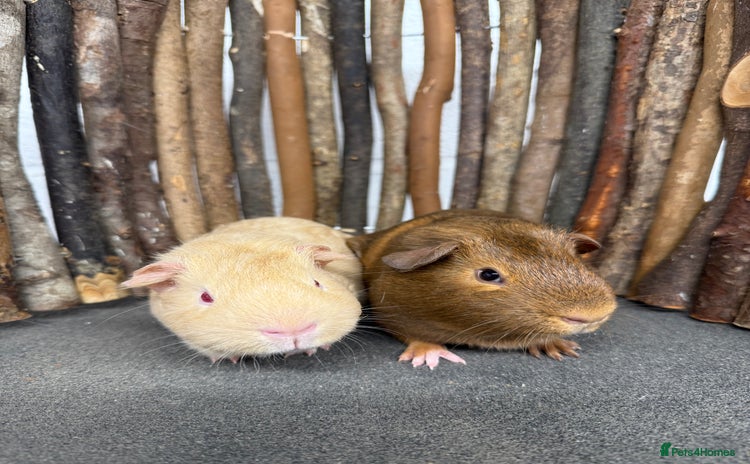 Guinea Pig rodents - Advert 13