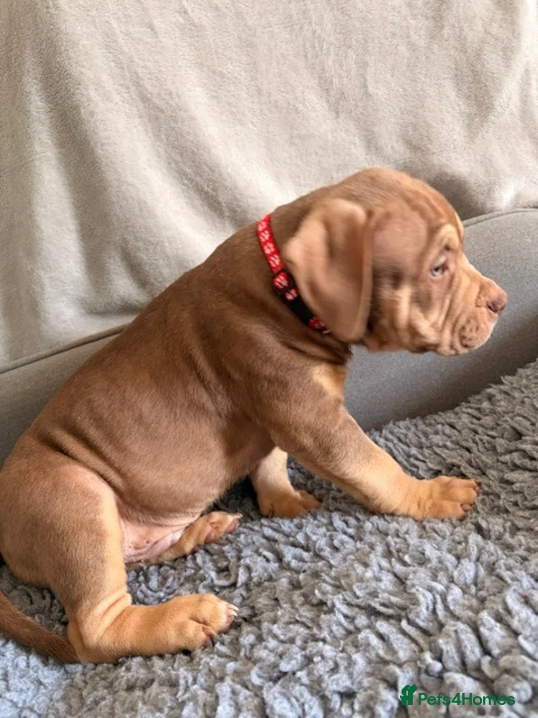 American Bully dogs for sale: Male puppy for sale - Advert 1