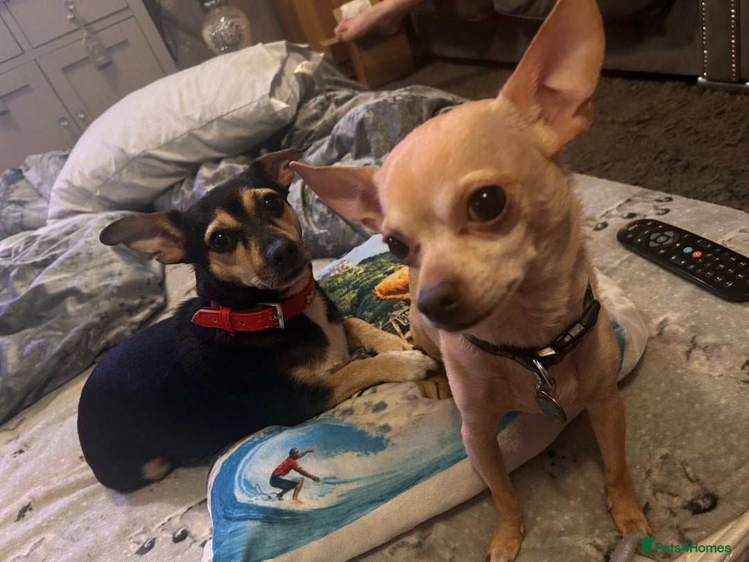 Mixed Breed dogs for sale: Beautiful Jack Russel x Chihuahua for sale - Advert 7