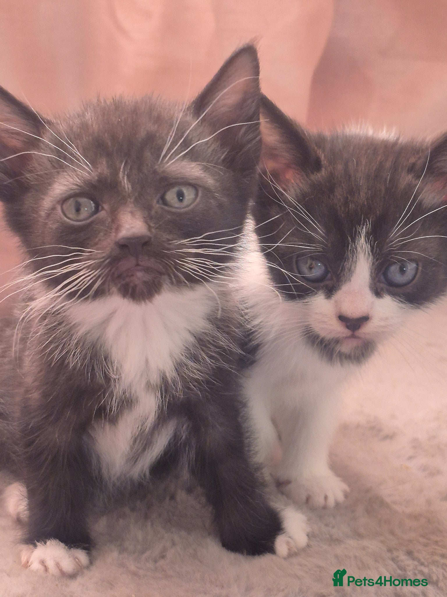 Mixed Breed cats Adorable mixed breed litter - Advert 10