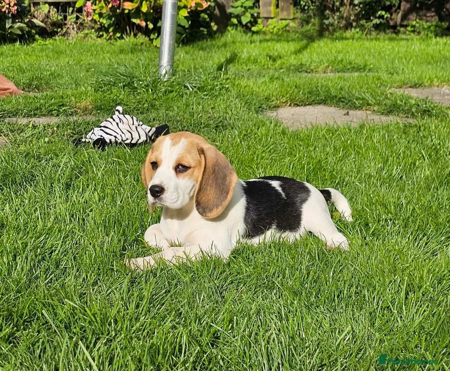 Beagle dogs for sale: 2Beautiful KC Registered Beagle Pups - Ready Now - Advert 1