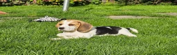 Beagle dogs for sale: 2Beautiful KC Registered Beagle Pups - Ready Now - Advert 1