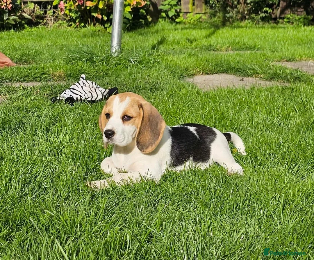 Beagle dogs for sale: 2Beautiful KC Registered Beagle Pups - Ready Now - Advert 1