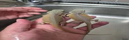 Bearded Dragon reptiles for sale: Baby bearded dragons  - Advert 11