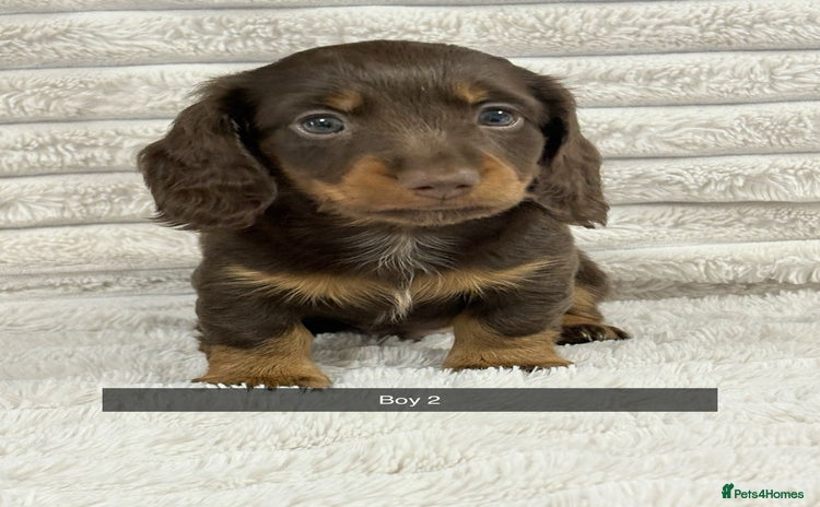 Miniature Dachshund dogs - Advert 5