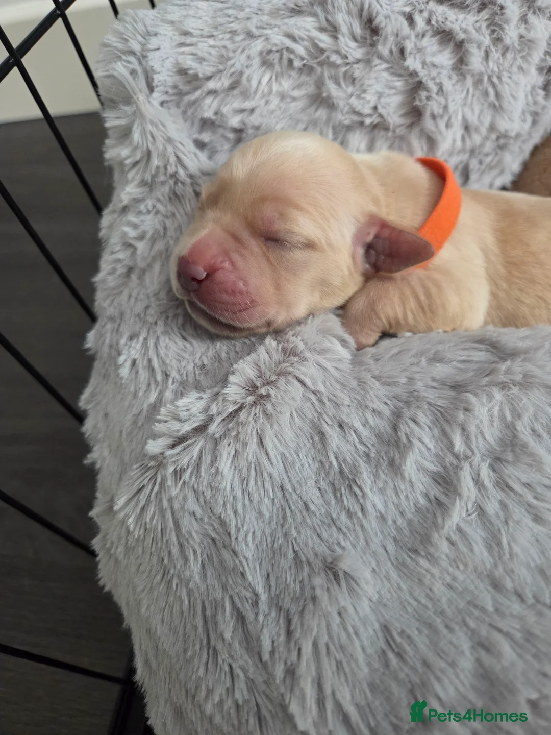 Goldador dogs for sale: Goldador Puppies – Show & Working Lines in Perth - Advert 7