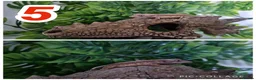Gecko reptiles for sale: Crested Gecko babies  - Advert 5