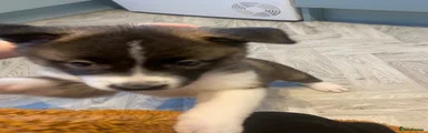 Akita 4