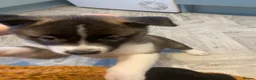 Akita dogs for sale: Husky/Akita  in Blackpool - Advert 8