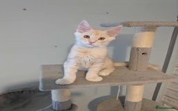 Maine Coon cats for sale: Cream boy maine coon  - Image 2