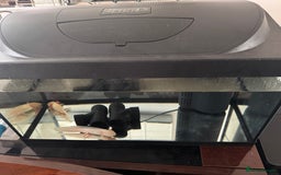 Other/Mixed Breed fish for sale: Axolotl pair 18 months old - Image 1