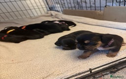 Mixed Breed dogs for sale: Doxla  - Image 14