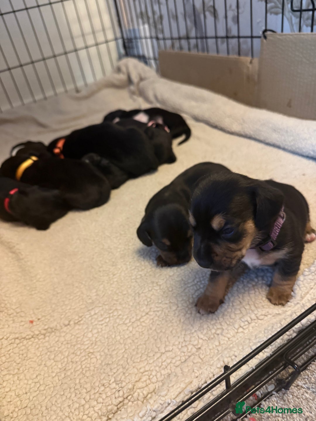 Mixed Breed dogs for sale: Doxla  - Image 14