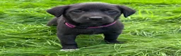 Mixed Breed dogs for sale: HUNTADOR PUPPIES READY FOR THEIR NEW HOMES!  - Advert 20