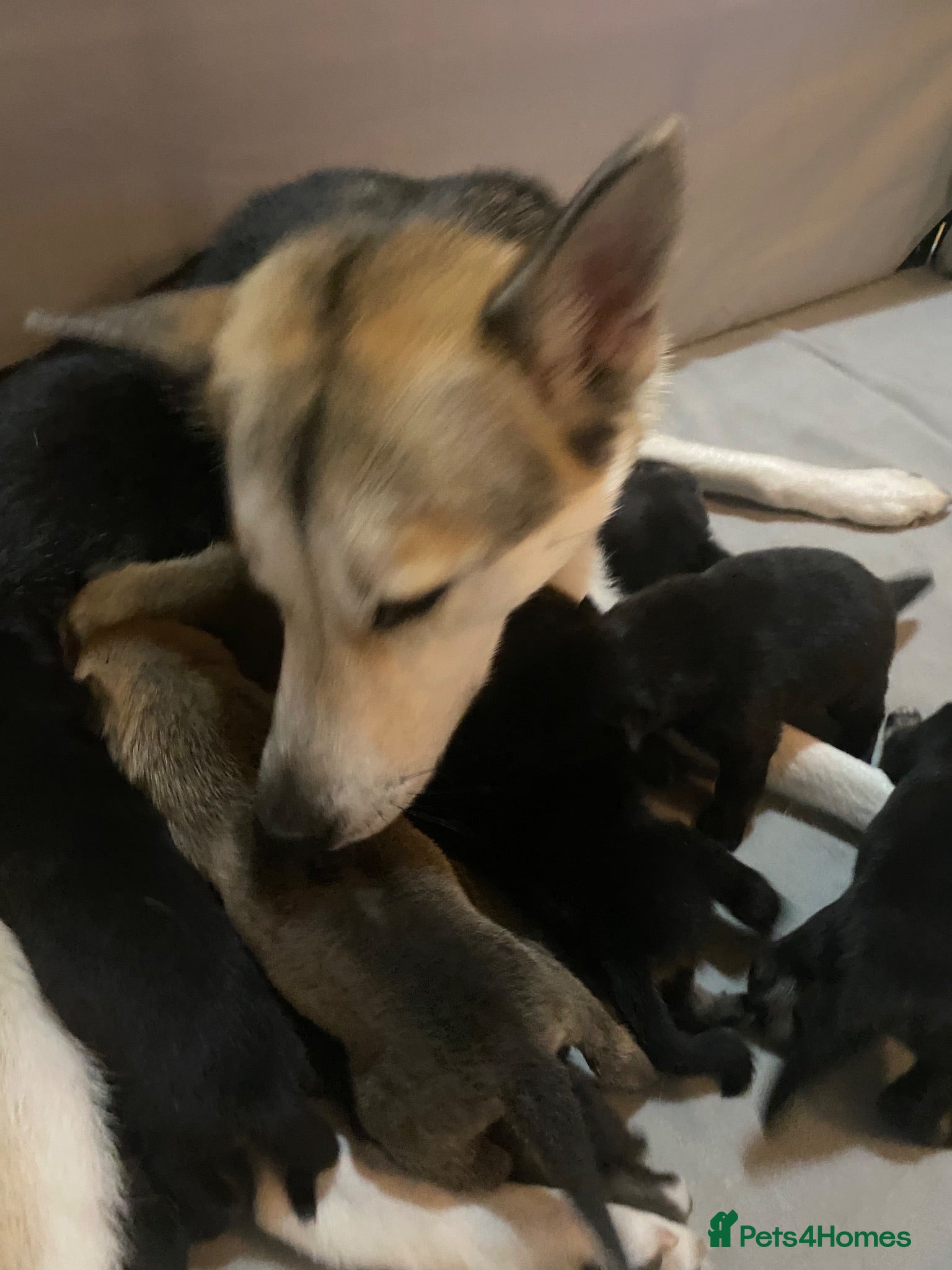 Shepsky dogs 9 budding Shepsky pups - Advert 2