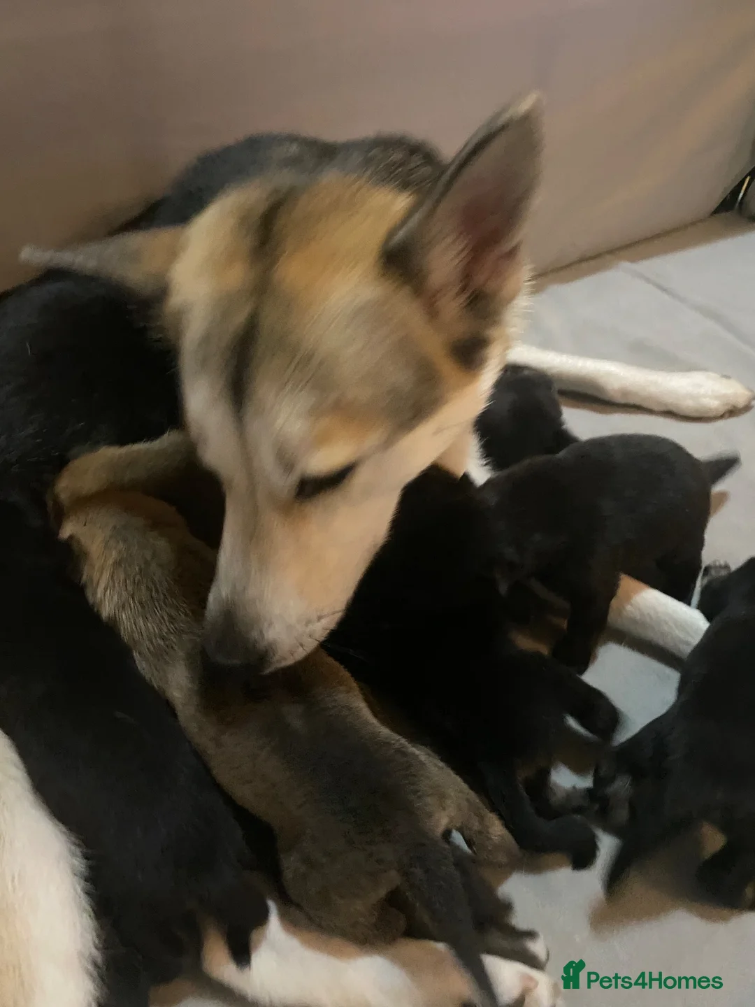 Shepsky dogs for sale: 9 budding Shepsky pups in Saint Helens - Advert 2