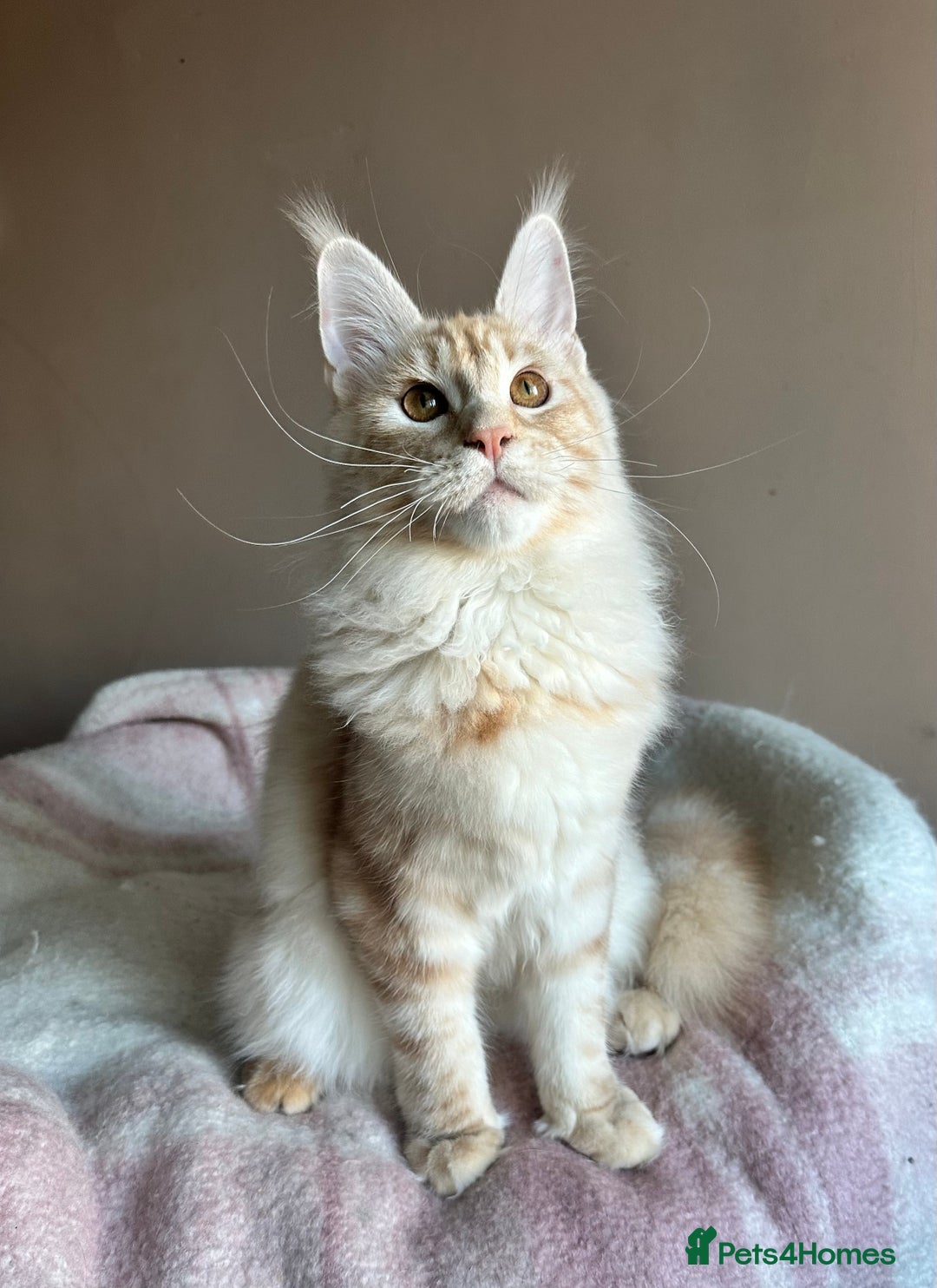 Maine Coon cats for sale: Pedigree Tica registered maine coon - Advert 4