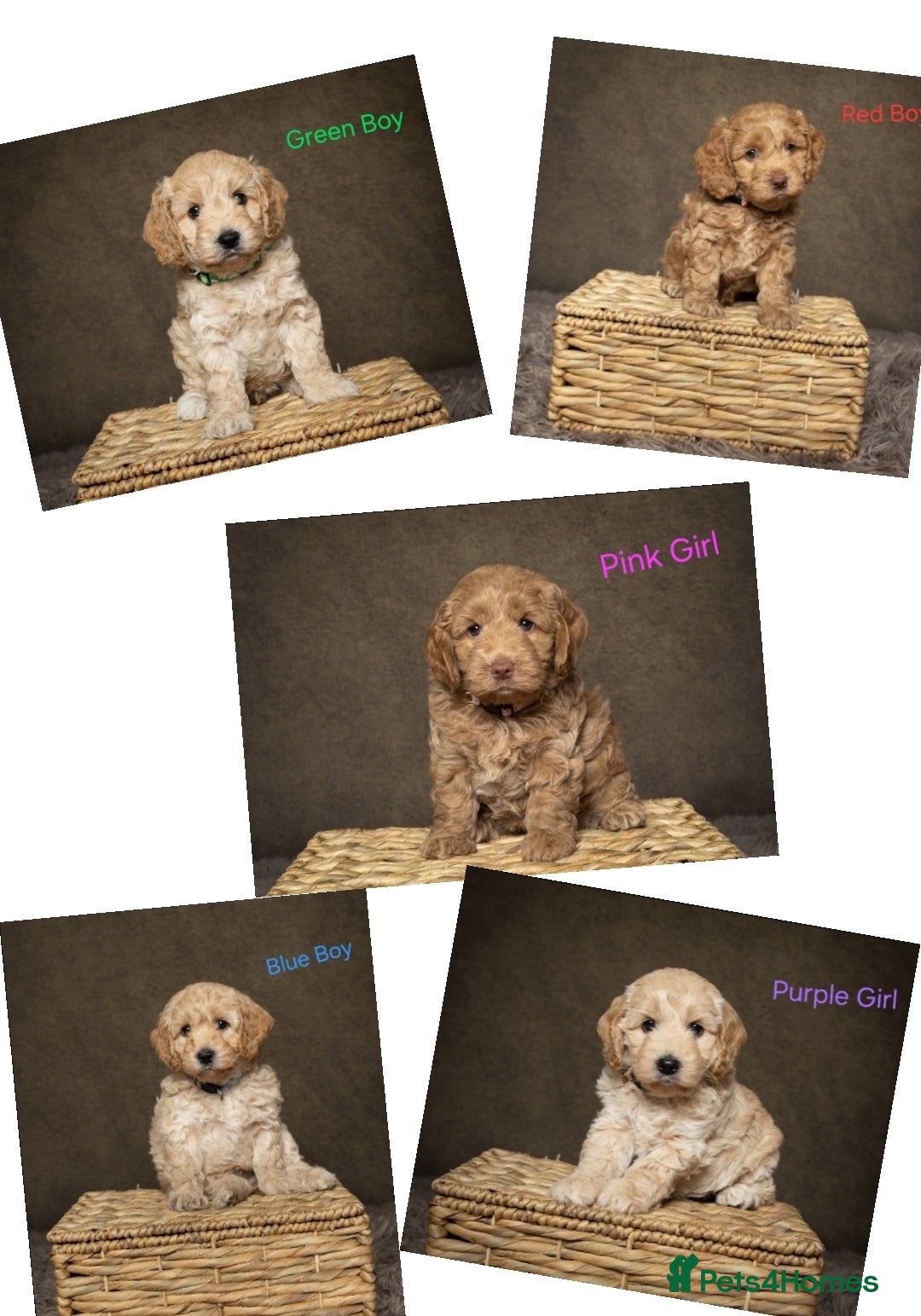 Cockapoo dogs Beautiful F1 Cockapoo Puppies  - Advert 1