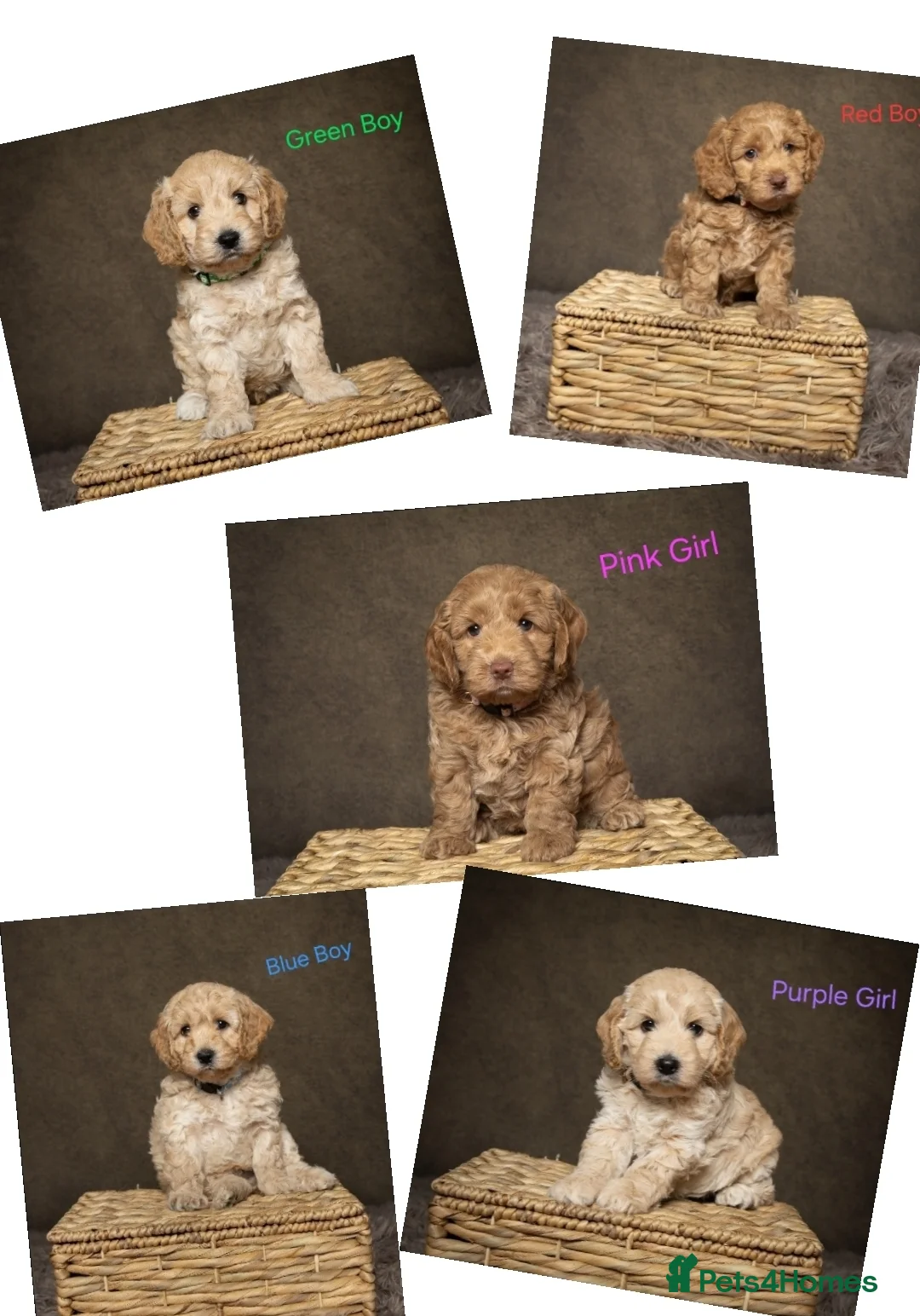 Cockapoo dogs for sale: Beautiful F1 Cockapoo Puppies  - Advert 1