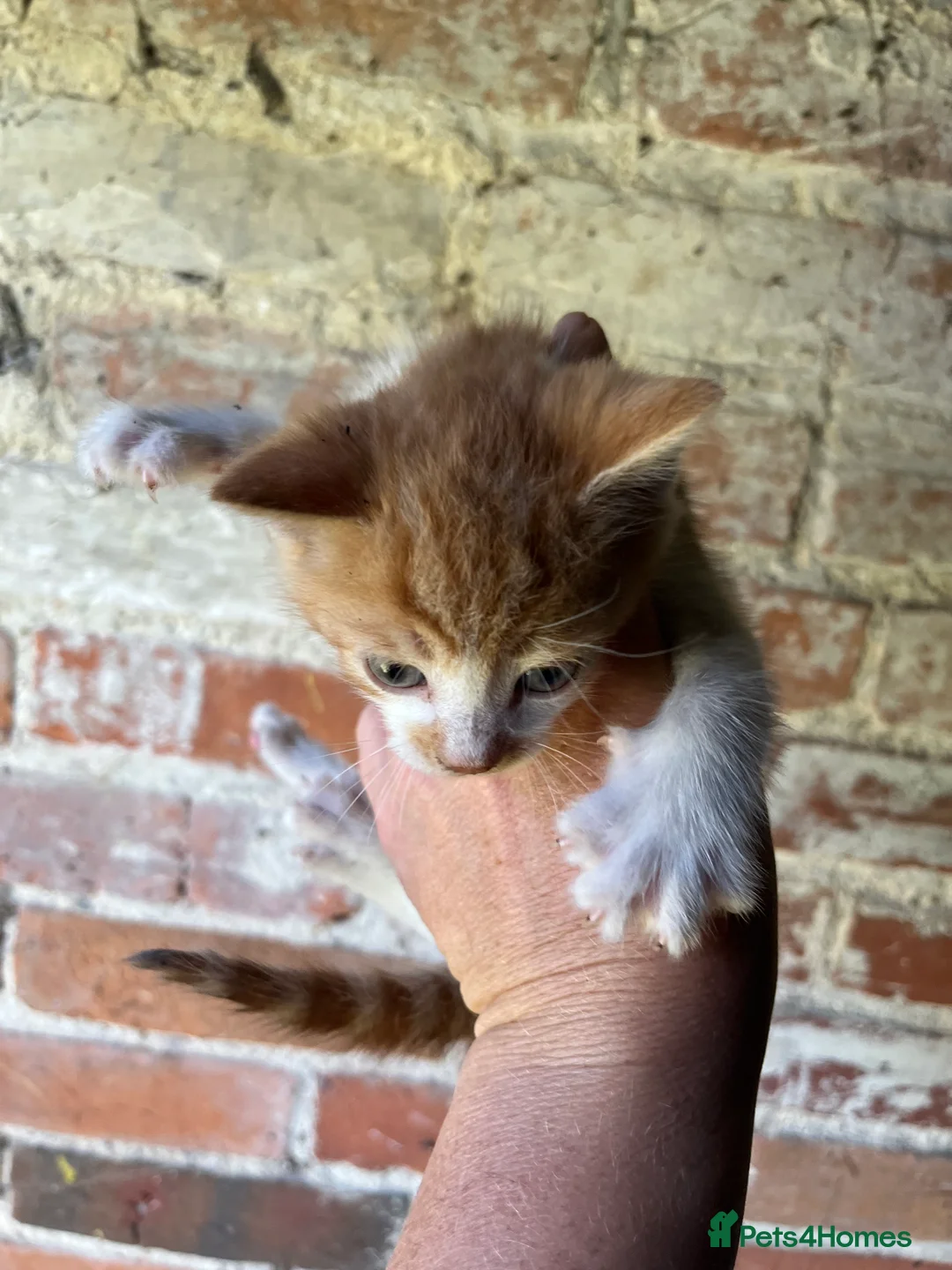 Mixed Breed cats for sale: Mixed litter of playful kittens. - Advert 17