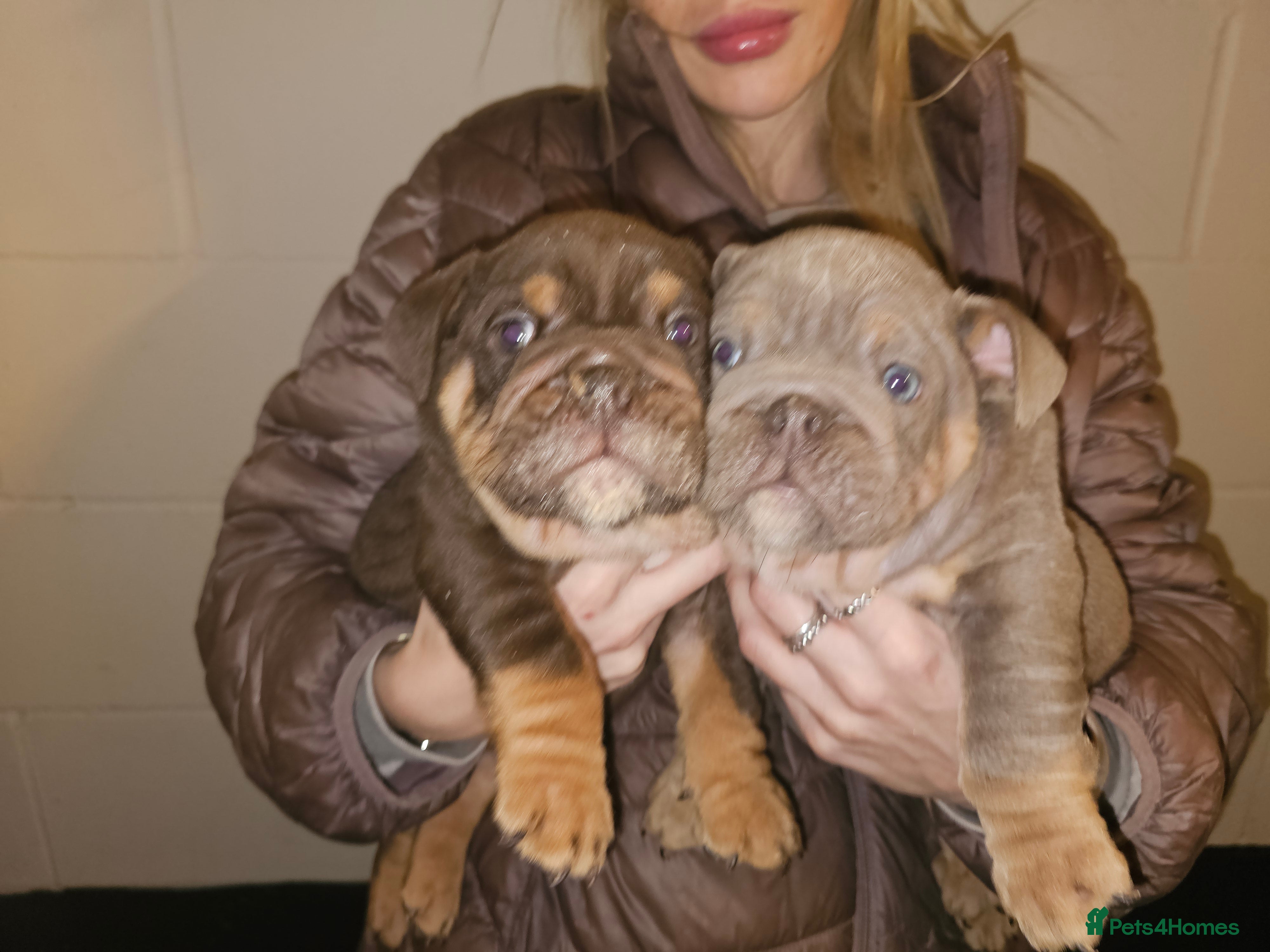 English Bulldog dogs English bulldog pups for sale - Advert 1