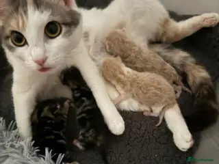 British Shorthair cats Beautiful kittens - Advert 2