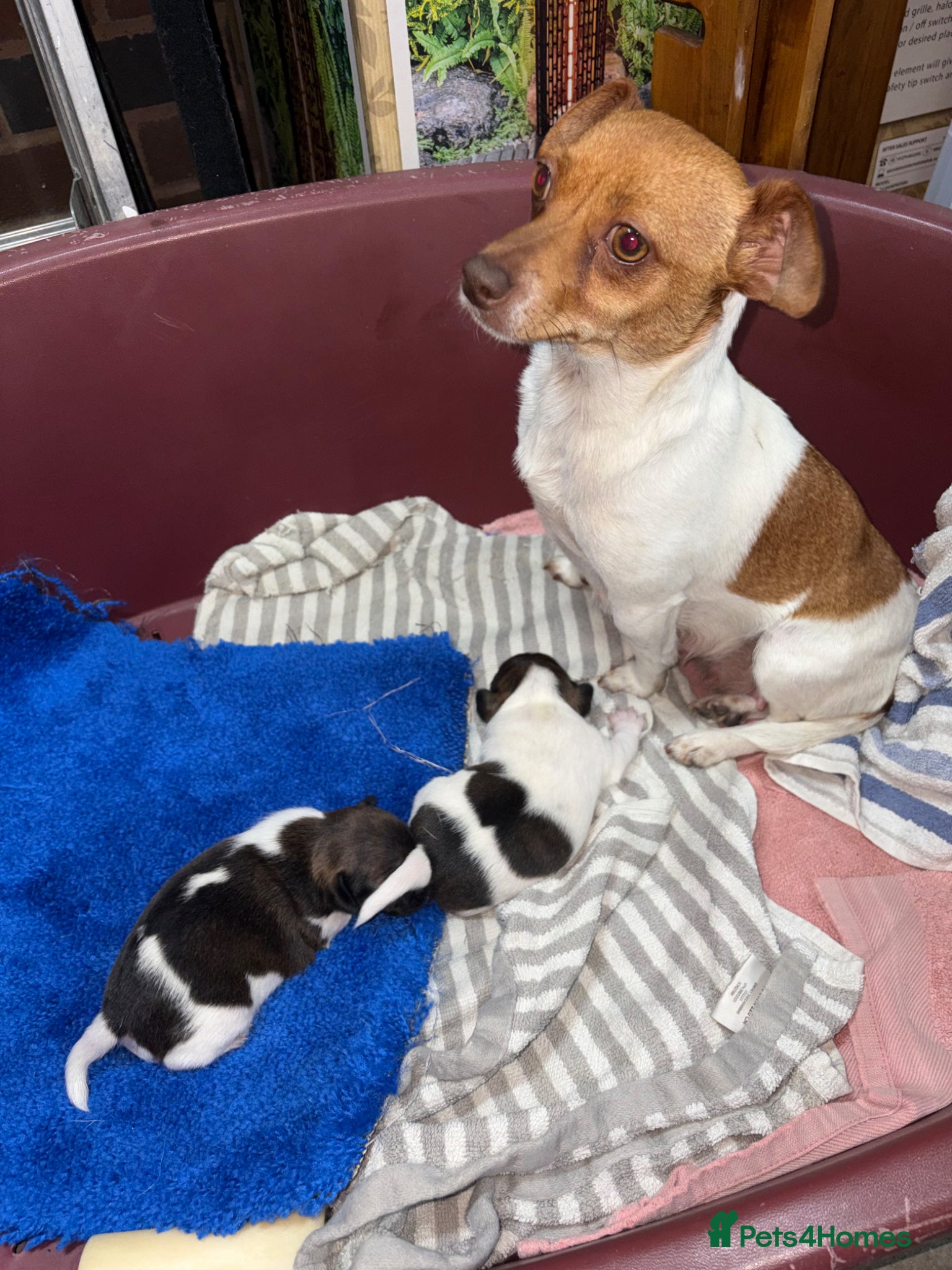 Jack Russell dogs Jack Russell puppies  - Advert 1