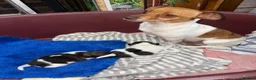 Jack Russell dogs for sale: Jack Russell puppies  - Advert 1