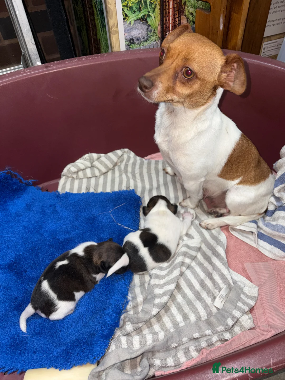 Jack Russell dogs for sale: Jack Russell puppies  - Advert 1