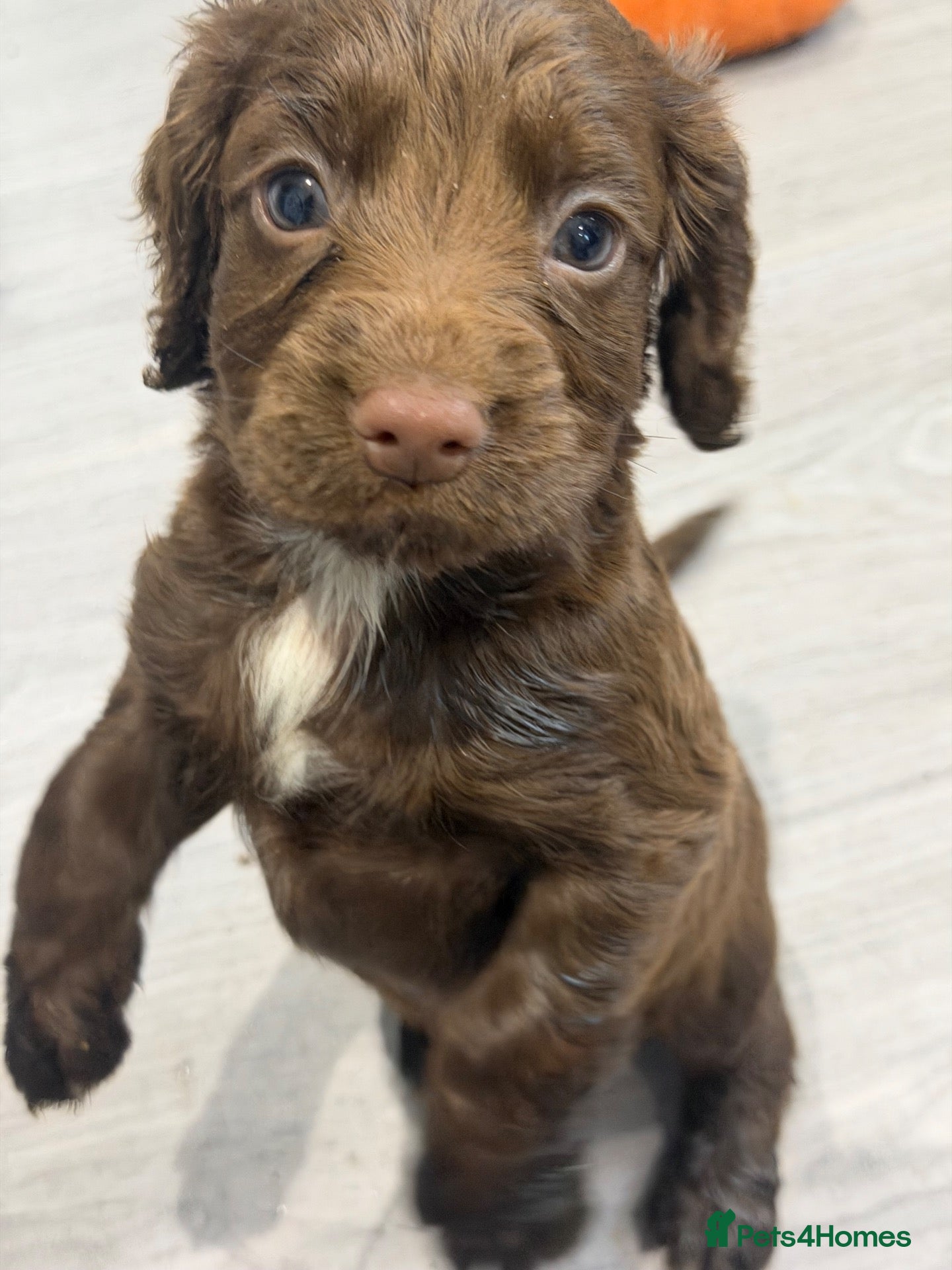Cocker Spaniel dogs Cocker spaniel pup - Advert 5
