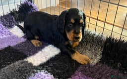 Cocker Spaniel dogs for sale: Cocker spaniel puppies - Image 28