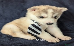 Siberian Husky dogs for sale: Beautiful pure Siberian Husky( last white male) - Image 10
