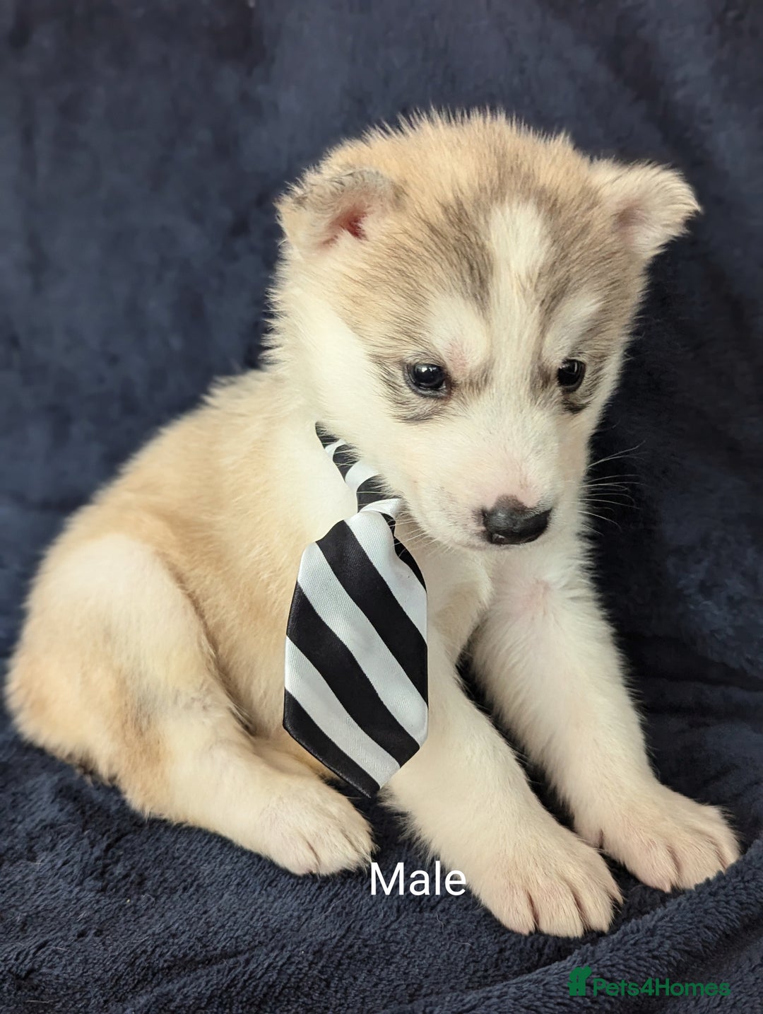 Siberian Husky dogs for sale: Beautiful pure Siberian Husky( last white male) - Image 10
